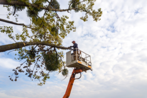 A worker in a lift bucket using a chainsaw to trim branches from a large tree for Odi Tree Service and Landscaping LLC in Lakewood, NJ.