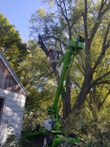 A worker in a lift high up in a tree, actively cutting branches during a tree service job by Zepeda,LLC tree and bush removal in Rockford, IL.
