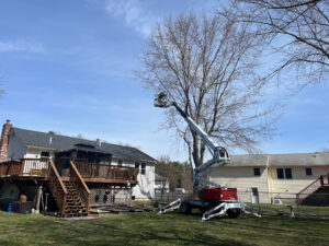 A worker in a spider lift trimming a tall, bare tree next to a residential deck by Tip Top Tree Service in Hudson, NH.