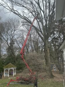 A tree service worker in a red spider lift basket trimming branches from a very tall tree for Hercules Tree Service in Akron, OH.