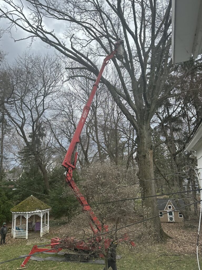 A tree service worker in a red spider lift basket trimming branches from a very tall tree for Hercules Tree Service in Akron, OH.