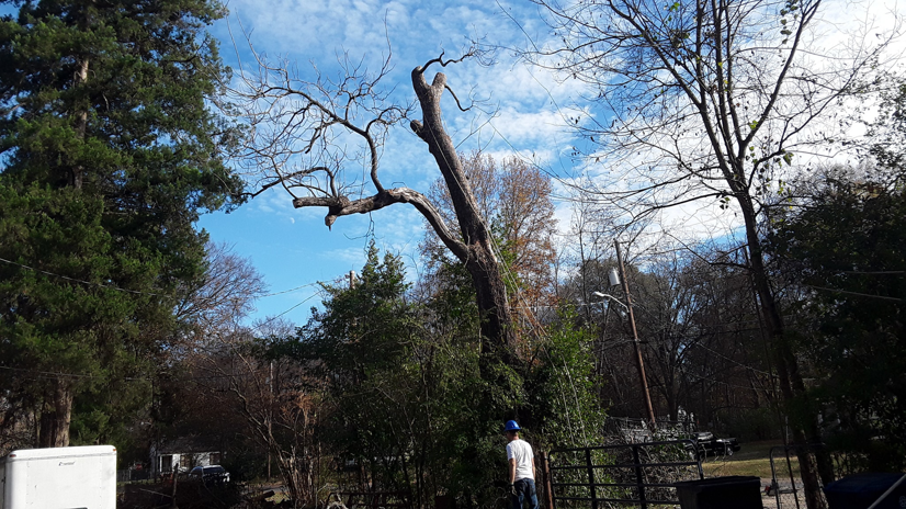 A worker inspecting a heavily trimmed tree after service by Robinson's Tree Service in Shreveport, LA.
