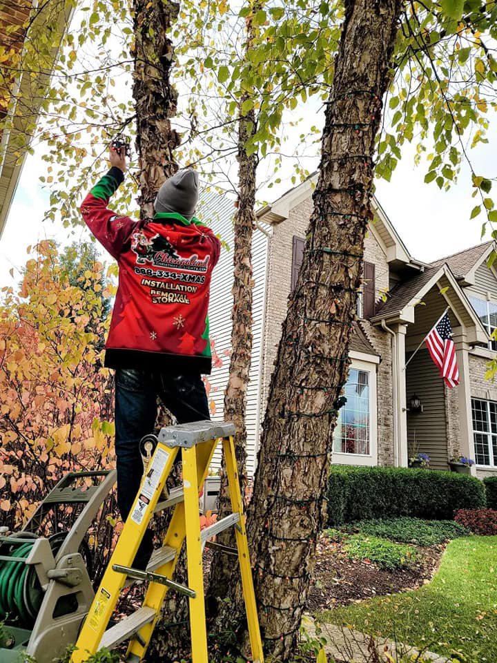 A worker from Chicago Christmas Lights LLC installing Christmas lights on a tree in front of a residential home in Chicago, IL.
