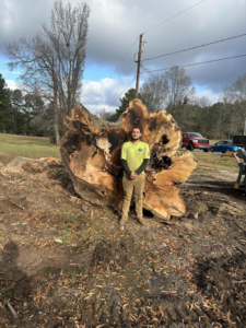 A tree service worker standing next to a massive tree stump and root ball after removal by Joel's tree service in Greensboro, NC