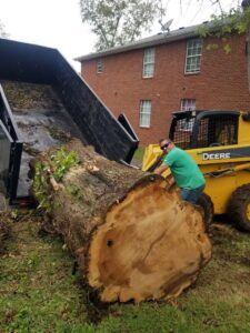 A worker loading a large tree trunk onto a dump trailer with a skid steer for Middle Tennessee Tree Service in Cookeville, TN.