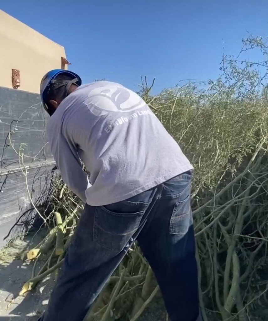 A worker wearing a helmet and company shirt loading tree branches into a truck for EverBloom Landscape in Phoenix, AZ.