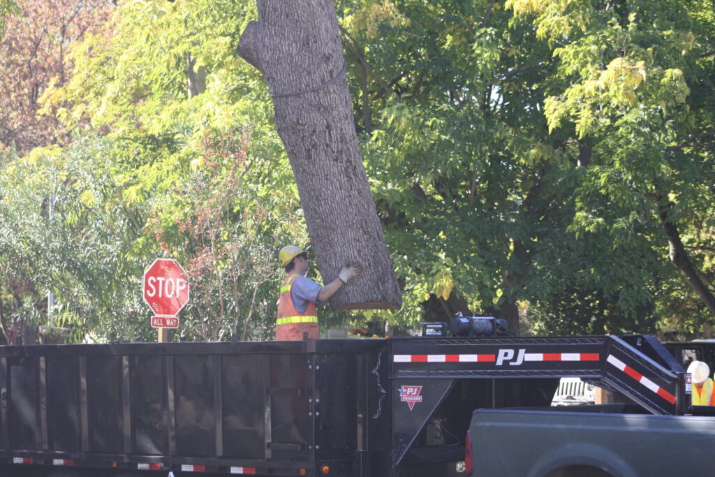 A tree service worker guiding a large tree trunk section being loaded onto a trailer by a crane for A Better Tree Service in Sacramento, CA.