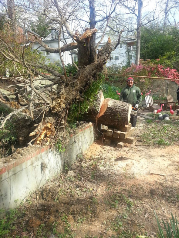 A tree service worker standing next to a large, freshly cut tree trunk and root ball after removal by Moore & Wright Tree Service in Alexandria, VA