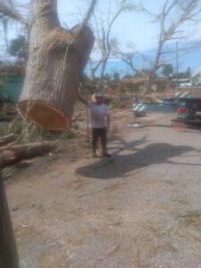A worker from Haskins Tree Care in Bellevue, WA, standing next to a large, freshly cut tree trunk after removal.