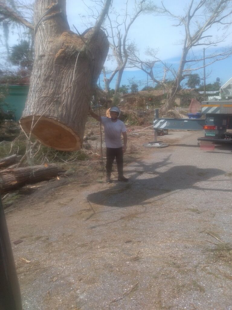 A worker from Haskins Tree Care in Bellevue, WA, standing next to a large, freshly cut tree trunk after removal.