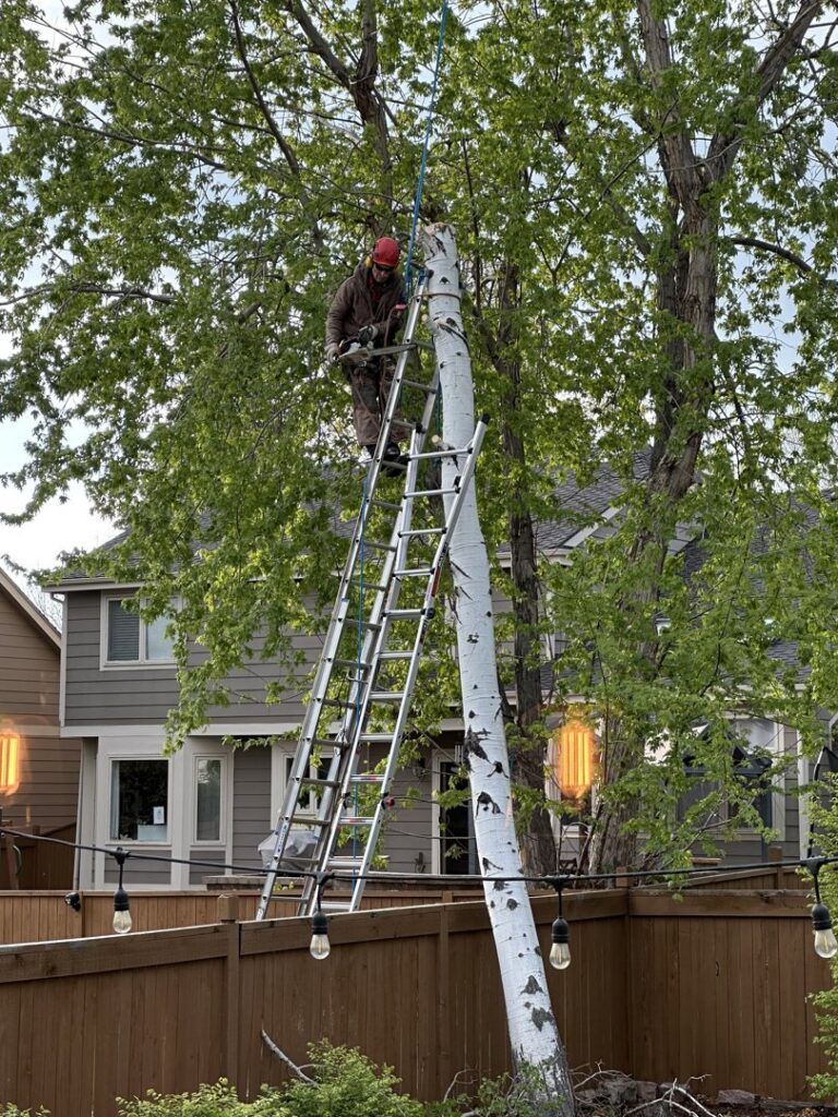 A worker on a ladder cutting a tree, performing tree trimming services for AAA Emergency Tree Service LLC in Denver, CO.