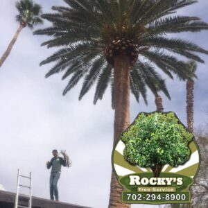 A worker on a ladder near a tall palm tree, performing palm tree trimming services for Rocky's Tree Service in Las Vegas, NV.