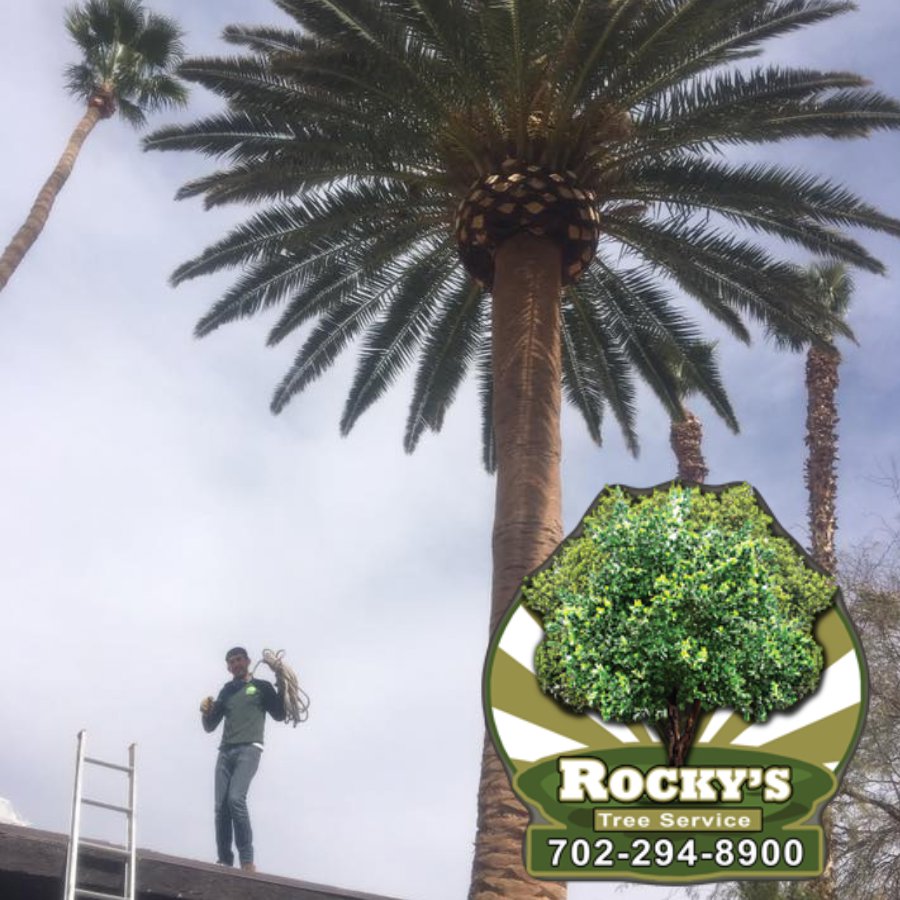 A worker on a ladder near a tall palm tree, performing palm tree trimming services for Rocky's Tree Service in Las Vegas, NV.