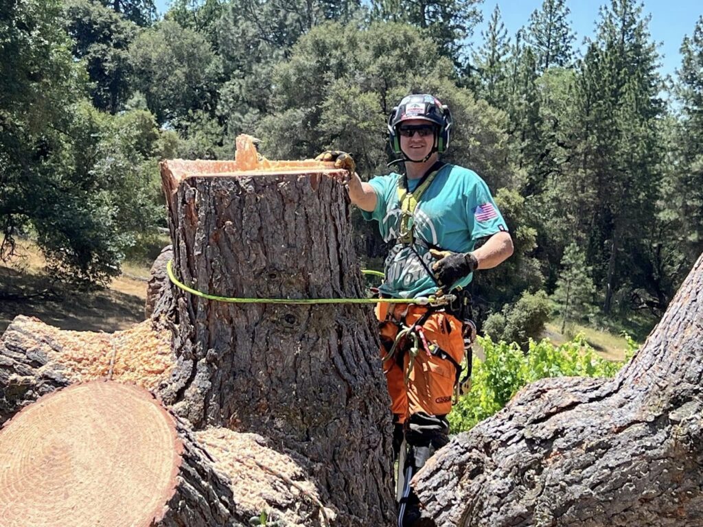 A tree service worker standing on a freshly cut tree stump, indicating successful tree removal by Nexus Tree Solution's in Sacramento, CA