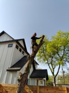 A tree service worker giving a thumbs up while standing on a cut tree trunk after a removal job by Alex's Tree Services in Seattle, WA.