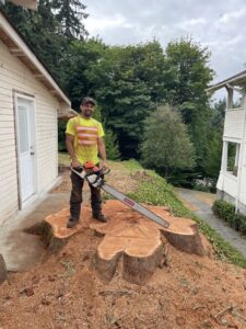 A tree service worker standing on a large tree stump with a chainsaw, demonstrating stump removal services by The Honest Arborist in Everett, WA.