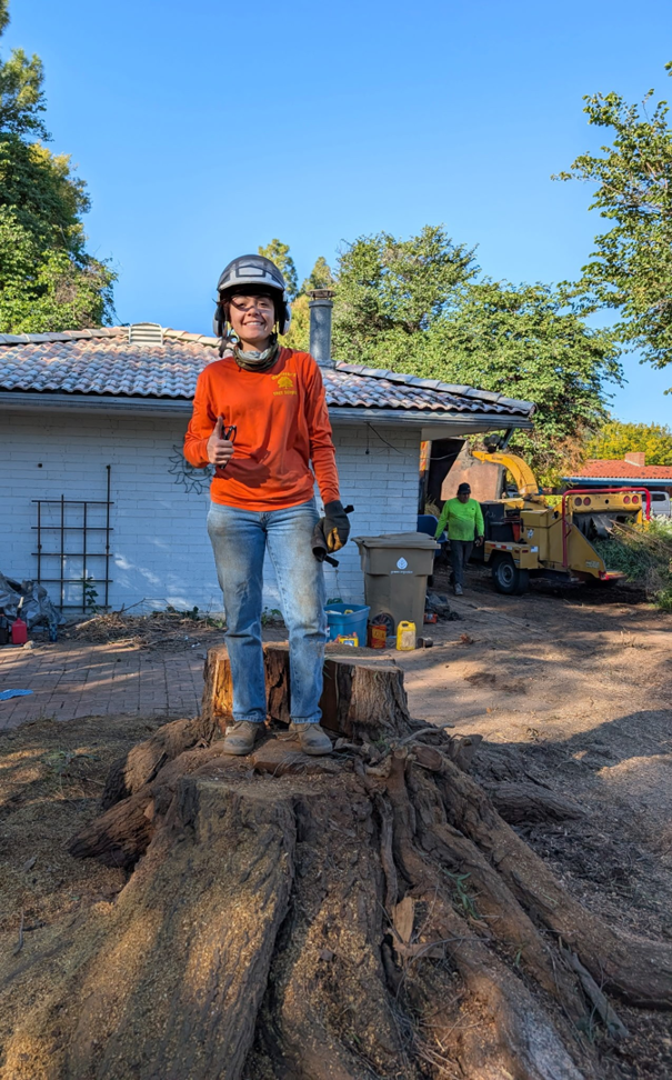 A worker standing on a large tree stump with a wood chipper in the background, indicating tree removal by Montufars Tree Service in Glendale, AZ.