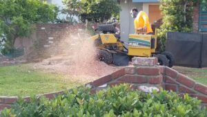 A tree service worker operating a stump grinder to remove a tree stump for acostatreeservice in Miami, FL.