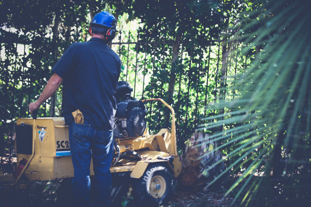 A tree service worker operating a stump grinder to remove a tree stump for LC Tree Service in San Diego, CA.