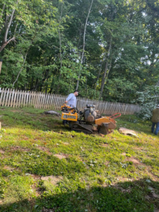 A worker operating a Bandit stump grinder machine to remove a tree stump for Ventura Tree Services in Conroe, TX.