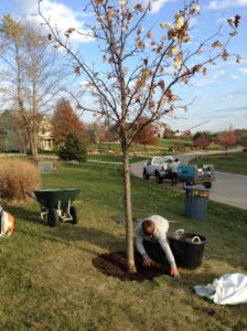 A worker kneeling to plant a new tree and apply mulch for Arborscape Tree Care in Ankeny, IA.