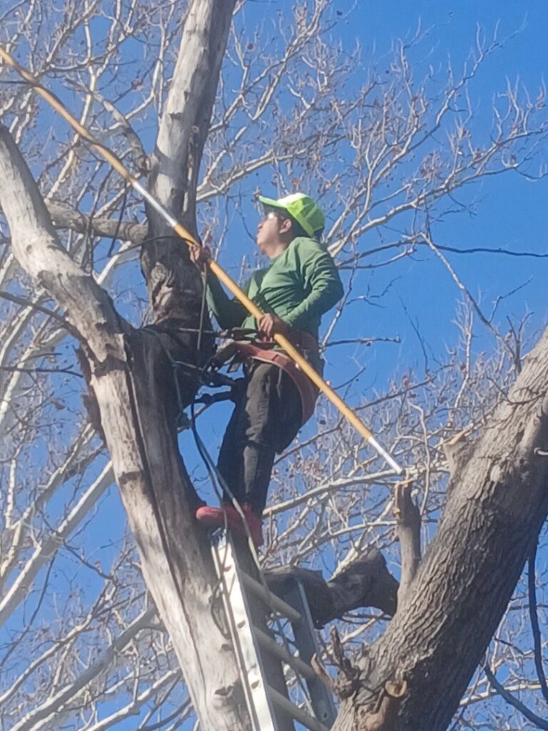 A tree service worker on a ladder, using a pole saw to prune branches for Mario's Stump Grinding and Tree Service LLC in Dallas, TX.