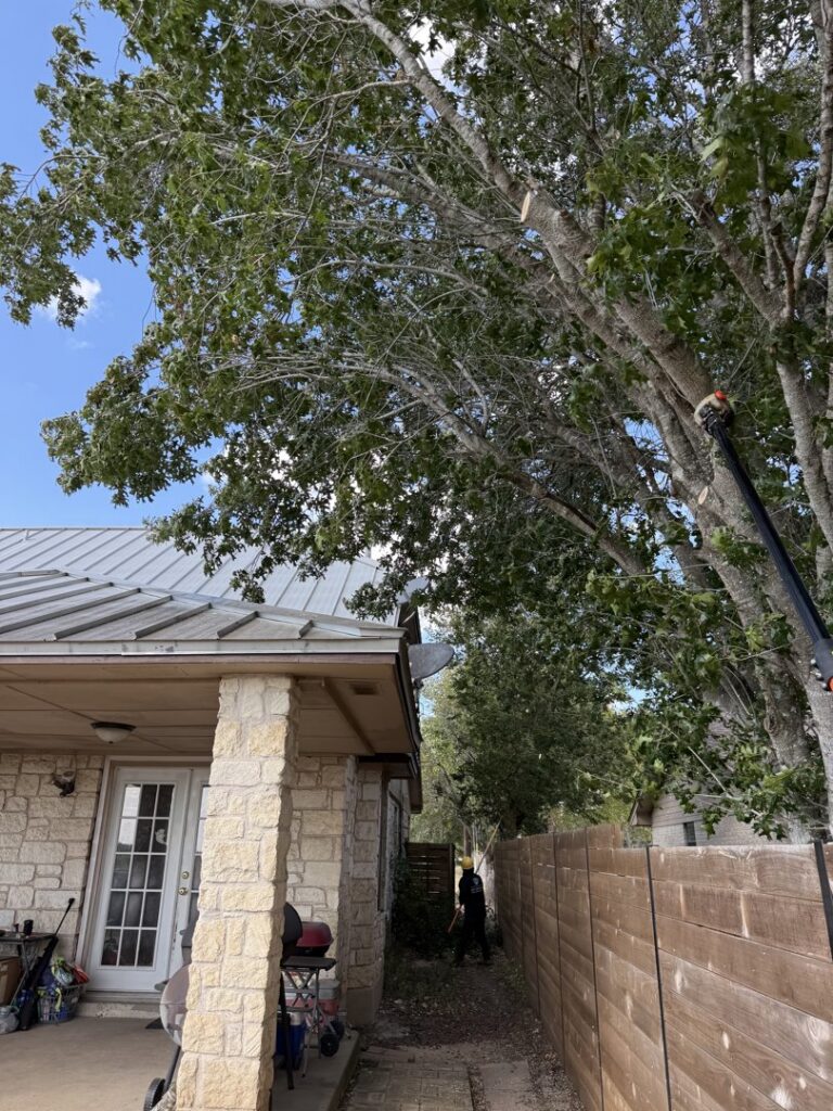 A worker using a pole saw to trim tree branches near a residential house, performed by Tree Scouts Tree Service & Trimming Georgetown in Austin, TX.