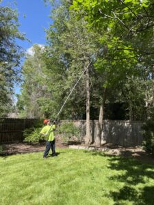 A tree service worker using a long pole saw to trim branches from a tree in a residential backyard for Langley's Tree Specialist in Greeley, CO.