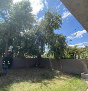 A worker in a safety vest with equipment near a tree, preparing for tree service work by EverBloom Landscape in Phoenix, AZ.