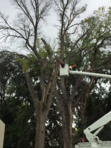 A worker in a bucket truck performing tree pruning on a large deciduous tree for Beaver Creek Tree Service in Penns Grove, NJ.