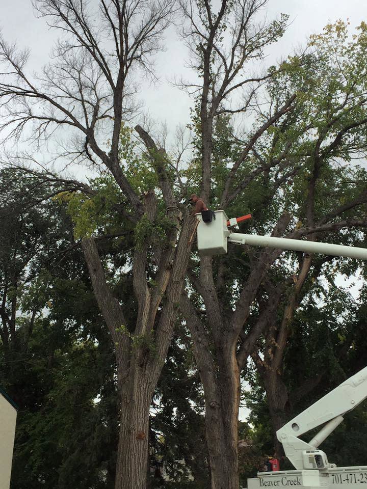 A worker in a bucket truck performing tree pruning on a large deciduous tree for Beaver Creek Tree Service in Penns Grove, NJ.
