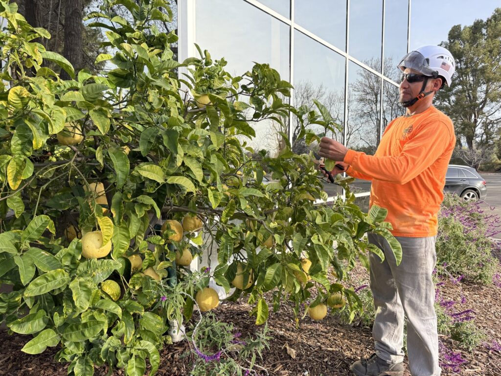 A worker carefully pruning a lemon tree with hand shears, providing specialized tree care by West Coast Tree Care in San Jose, CA
