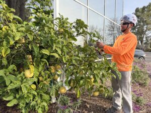 A worker carefully pruning a lemon tree with hand shears, providing specialized tree care by West Coast Tree Care in San Jose, CA