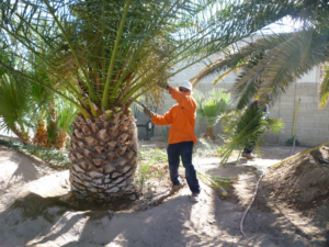 A worker pruning a palm tree at ground level, demonstrating tree care services by Corpus Christi Tree Care in Corpus Christi, TX.