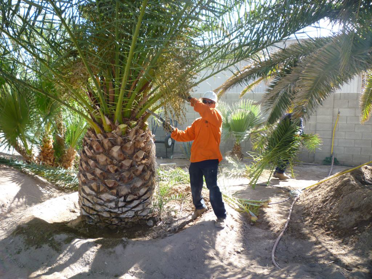 A worker pruning a palm tree at ground level, demonstrating tree care services by Corpus Christi Tree Care in Corpus Christi, TX.