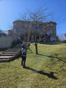 A tree service worker pruning a tree with a pole saw for Apex Tree Service, LLC in Huntsville, AL.