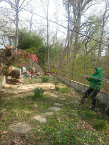 A worker in a green hoodie pulling a rope during a tree removal job by Moore & Wright Tree Service in Alexandria, VA