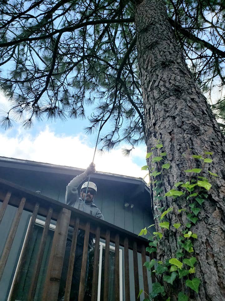 A Dry Leaf Tree Service LLC worker on a deck, pulling a rope during a tree service job in Sacramento, CA.