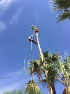A worker rappelling down a tall palm tree during a trimming service by Arizona Yard Maintenance in Apache Junction, AZ.