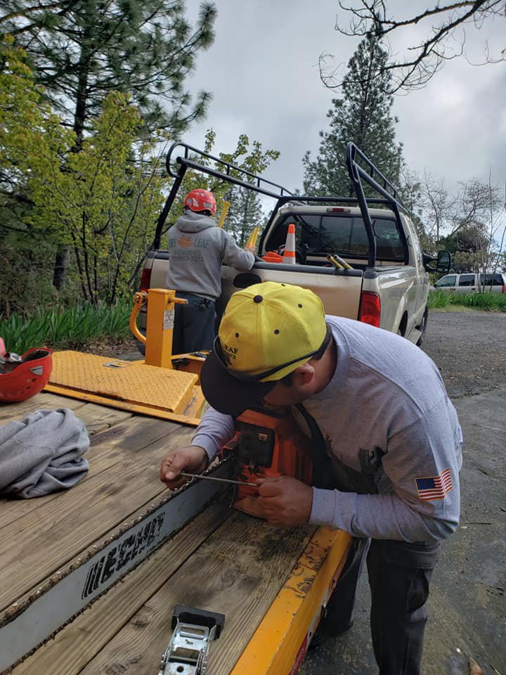 A Dry Leaf Tree Service LLC worker sharpening a chainsaw on a trailer, preparing for tree work in Sacramento, CA.