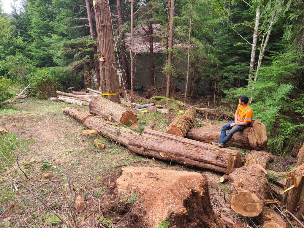 A worker sitting on a pile of freshly cut logs in a cleared forest area by Timberscape Industries LLC in Ketchikan, AK.
