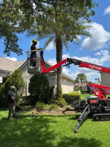 A worker in a spider lift trimming a palm tree, with ground crew assisting, by Souza & Son's Tree Service in Jacksonville, FL.
