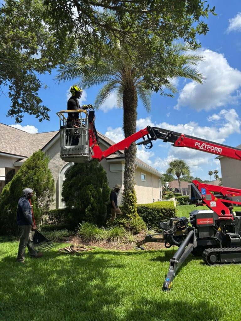 A worker in a spider lift trimming a palm tree, with ground crew assisting, by Souza & Son's Tree Service in Jacksonville, FL.