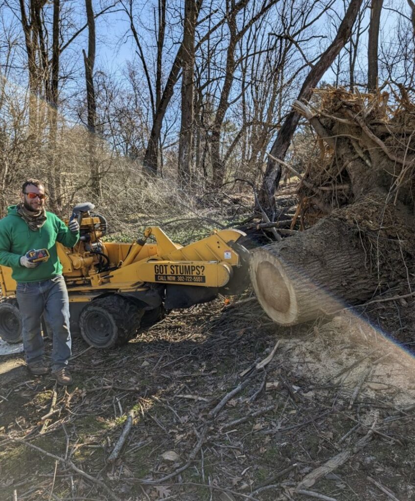 A worker giving a thumbs up next to a stump grinder, with a large cut tree trunk and exposed roots in the background, by Grind Time Tree Service in Wilmington, DE.