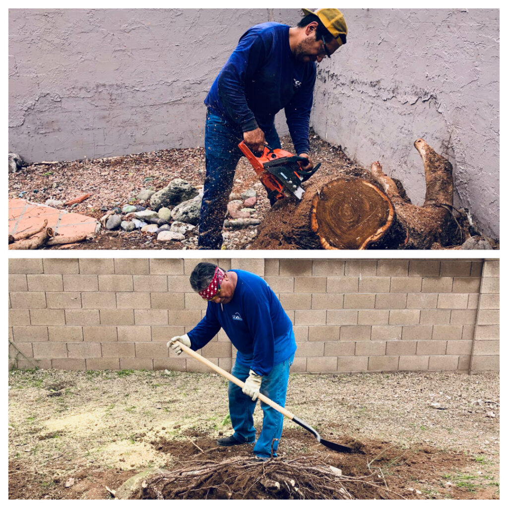 Mora's Junk Removal & Hauling llc. workers performing stump removal and yard cleanup services in Scottsdale, AZ