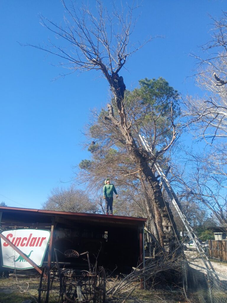 A tree service worker on a roof next to a very tall tree, performing tree removal for Mario's Stump Grinding and Tree Service LLC in Dallas, TX.