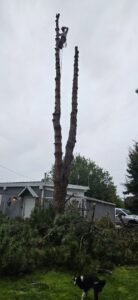 A tree service worker near the top of a very tall tree, performing topping or removal services for DeMasters Tree Care LLC in Nampa, ID.