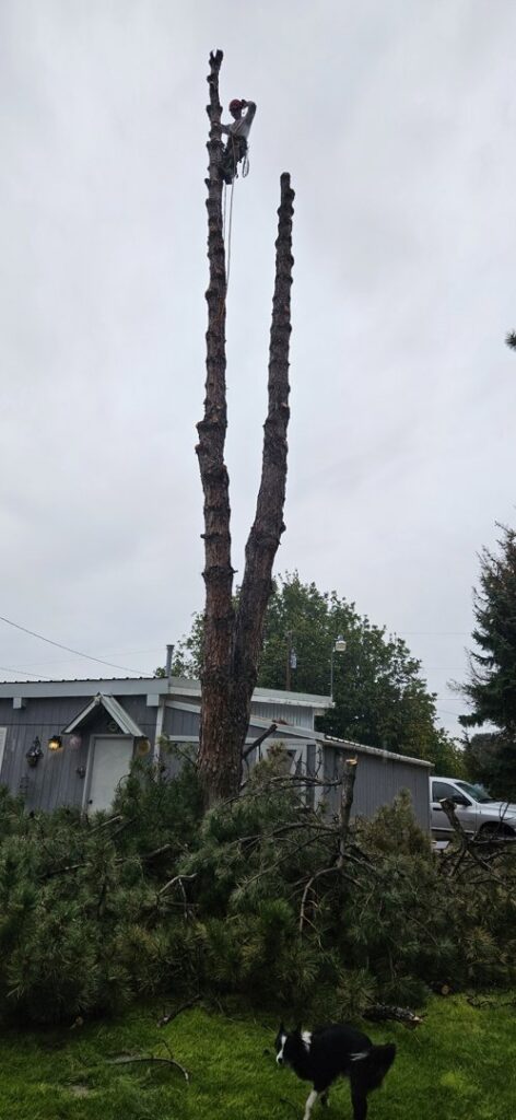A tree service worker near the top of a very tall tree, performing topping or removal services for DeMasters Tree Care LLC in Nampa, ID.