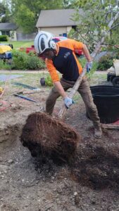 A tree service worker in safety gear transplanting a tree with a large root ball, performed by The Tree Amigos in Austin, TX.