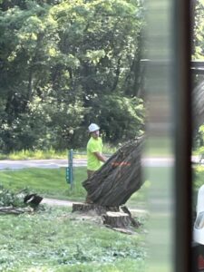 A worker standing next to a large cut tree trunk and stump after removal by Upper Cut Tree Service, LLC in Williamston, MI